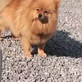 Foto de perro perdido en Linas