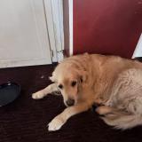 Foto de perro perdido en Vanves