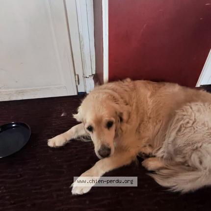 Foto 1/1 CAIPI Chien perdido en Vanves