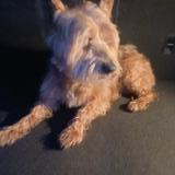 Foto de perro encontrado en Irgornay