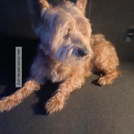 Foto 1/1 Perro encontrado Encontrado en Irgornay