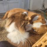 Foto de perro perdido en Benesse Les Dax