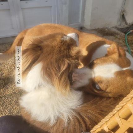 Foto de perro perdido en Benesse Les Dax