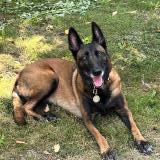 Foto de perro perdido en Port Launay