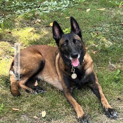 Foto de perro perdido en Port Launay