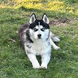 Foto de perro perdido en Caucaliere