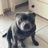 Foto de perro perdido en Bouillante