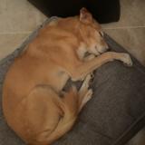 Foto de perro perdido en Saint Nazaire