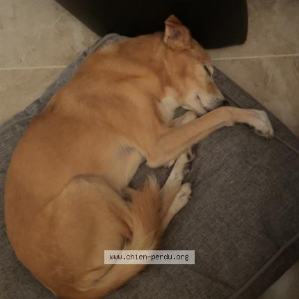 Foto 1/1 Whisky Chien perdido en Saint nazaire