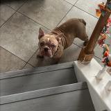 Foto de perro perdido en Houston