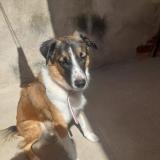 Foto de perro perdido en Petrolina