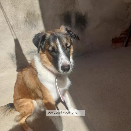 Foto 1/1 Amora Chien perdido en Petrolina