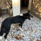 Foto de perro perdido en Redessan