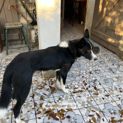 Foto de perro perdido en Redessan