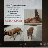 Foto de perro perdido en Fontenay En Parisis Goussainvil