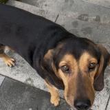 Foto de perro encontrado en Montpellier