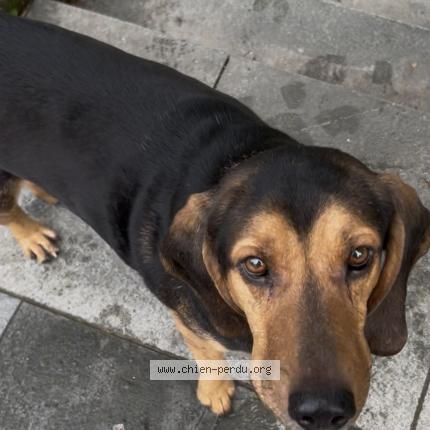 Foto de perro encontrado en Montpellier