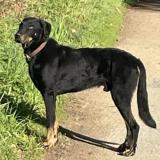 Foto de perro perdido en Chaumes En Retz