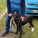 Foto de perro encontrado en Eynesse