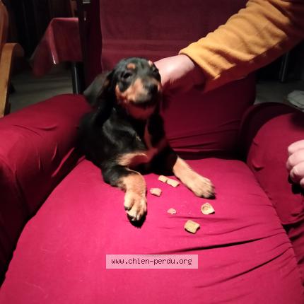 Foto de perro encontrado en Monlezun D Armagnac