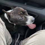 Foto de perro encontrado en Vernou La Celle