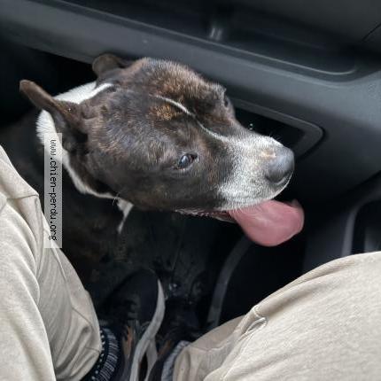 Foto 1/1 Perro encontrado Encontrado en Vernou la celle