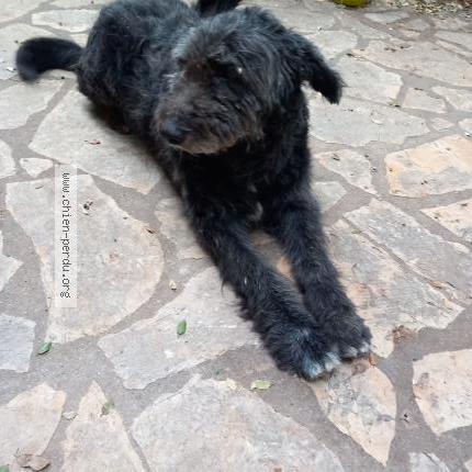 Foto de perro perdido en St Martin De Crau