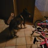 Foto de perro encontrado en Dremil Lafage