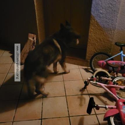 Foto 1/1 Perro encontrado Encontrado en Dremil lafage