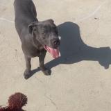 Foto de perro perdido en Van Nuys