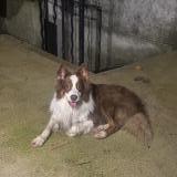 Foto de perro encontrado en Aubagne