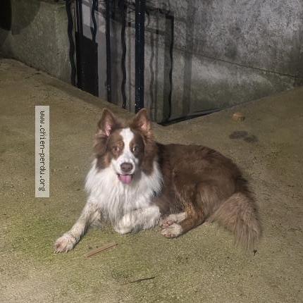 Foto de perro encontrado en Aubagne