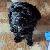 Foto de perro perdido en Calling Lake