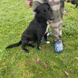 Foto de perro encontrado en Coutras