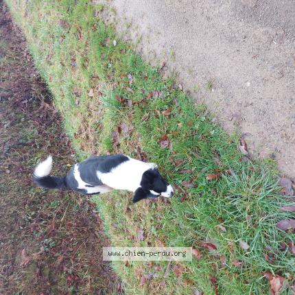 Foto de perro encontrado en Cuguen