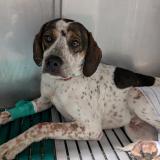 Foto de perro encontrado en Rannee