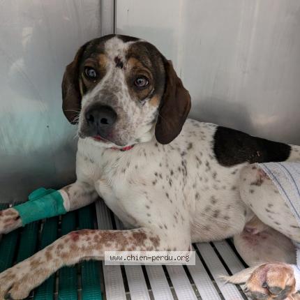 Foto 1/1 Perro encontrado Encontrado en Rannee