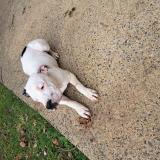 Foto de perro perdido en Baguer Morvan