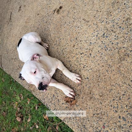 Foto 2/2 Artemis Chien perdido en Baguer morvan