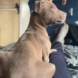 Foto de perro perdido en Saint Prive