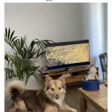 Foto de perro perdido en La Cadiere D Azur