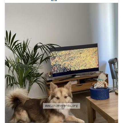 Foto 1/1 Winny Perro perdido en La cadiere d azur