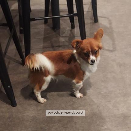 Foto 1/1 Perro encontrado Encontrado en Gleize