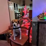 Foto de perro perdido en Rieux