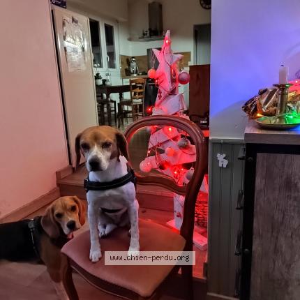 Foto de perro perdido en Rieux