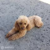 Foto de perro encontrado en Setif