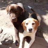 Foto de perro perdido en Pleine Selve