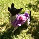 Foto de perro perdido en Caaguazu