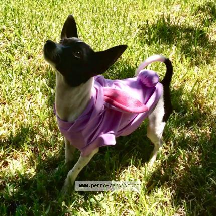 Foto 1/1 Sultán Perro perdido en Caaguazu