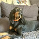 Foto de perro perdido en Lescheraines